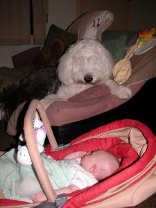 cassie-the-guard-dog-sm-7-wks